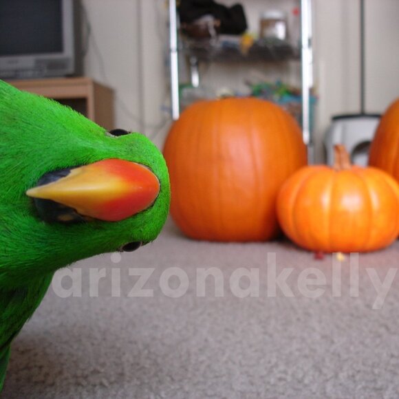 Bird-lovers Shop My Closet With Keyword "BIRD" - Picture 4 of 7